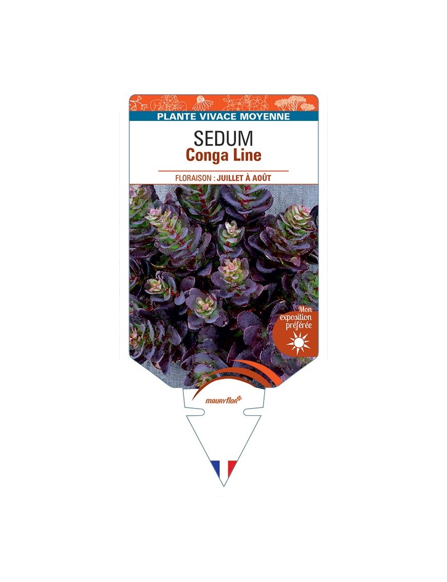 SEDUM Conga Line