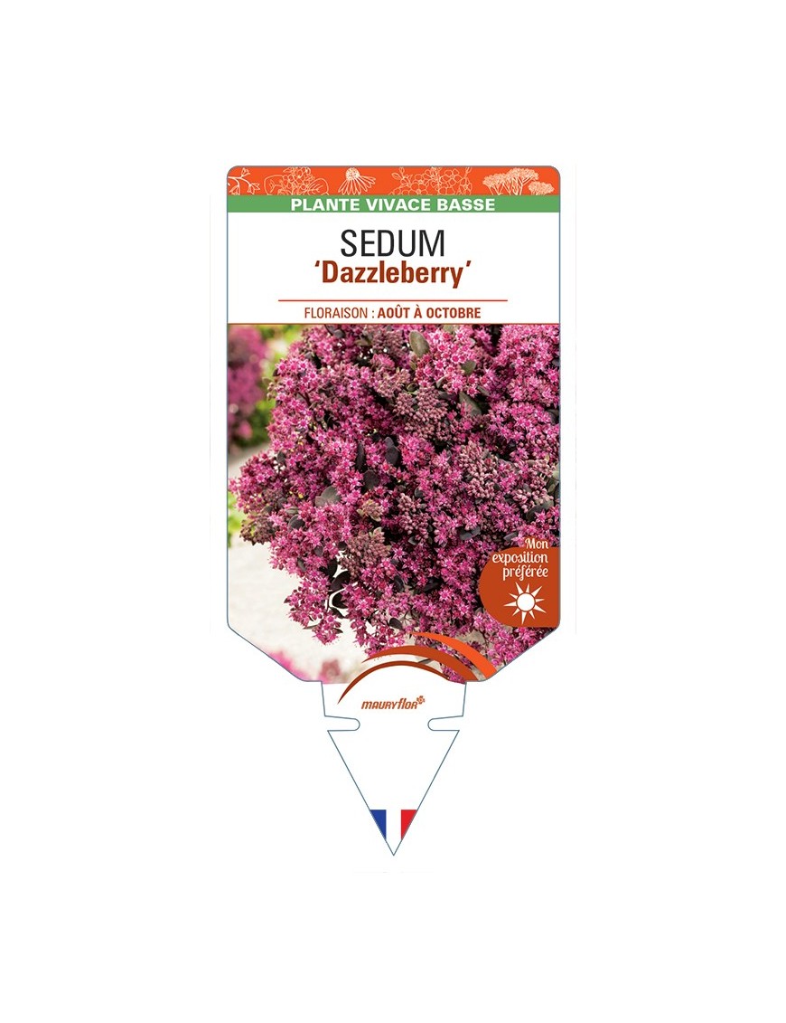 SEDUM Dazzleberry