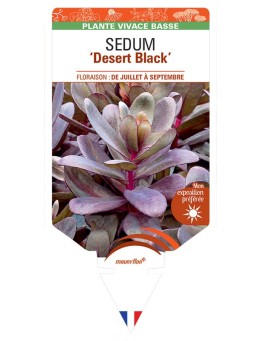 SEDUM Desert Black
