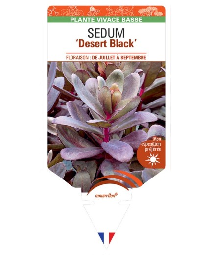 SEDUM Desert Black