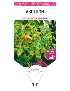 ABUTILON