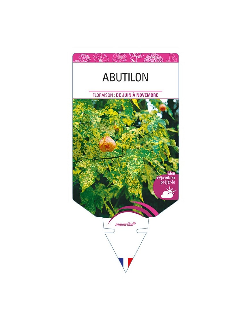 ABUTILON