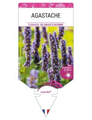 AGASTACHE