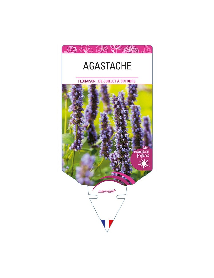 AGASTACHE