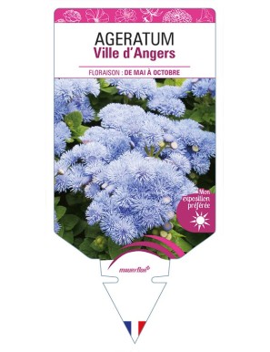 AGERATUM Ville d'Angers