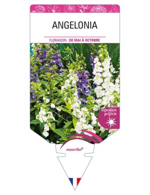 ANGELONIA