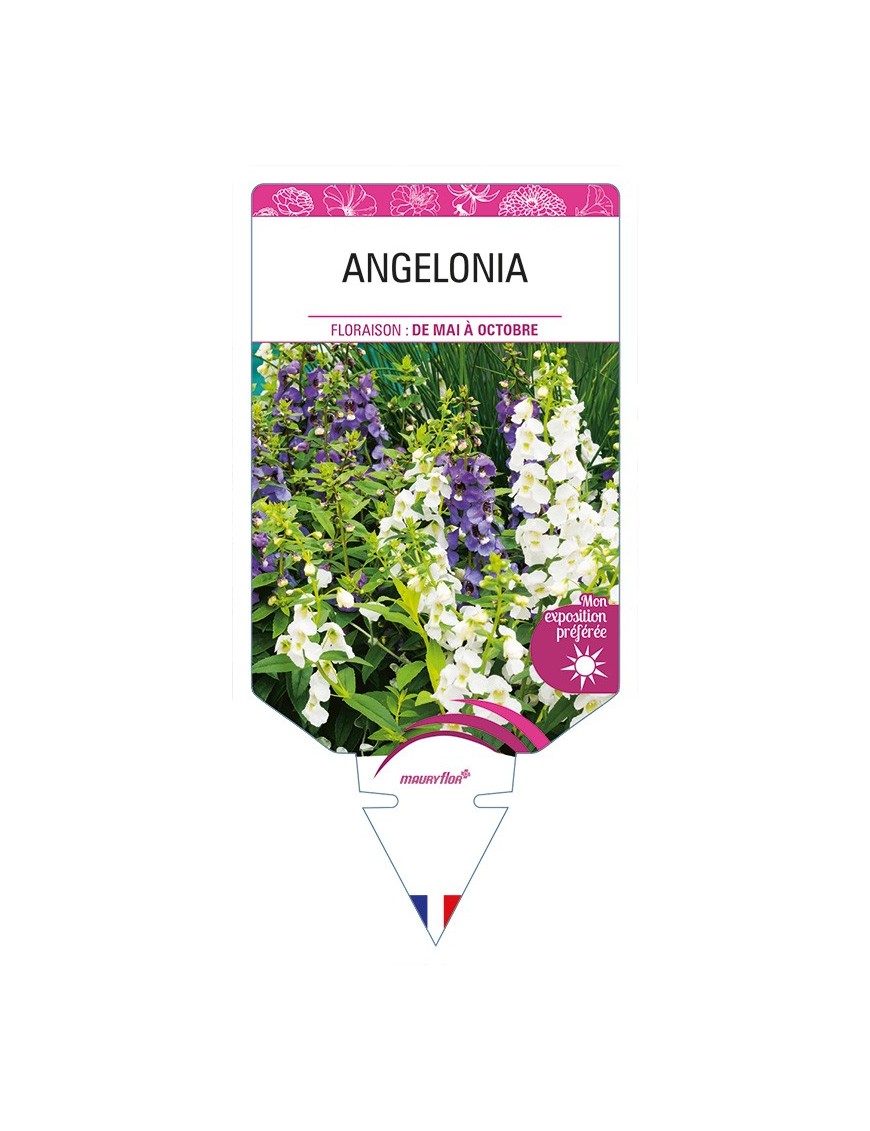 ANGELONIA