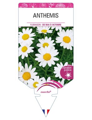 ANTHEMIS