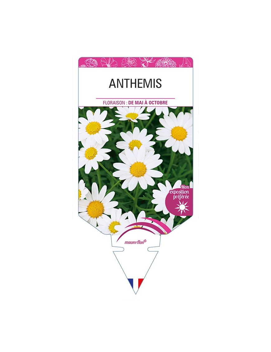 ANTHEMIS