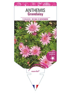 ANTHEMIS Grandaisy