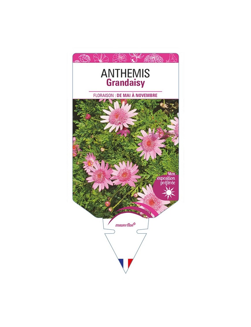 ANTHEMIS Grandaisy