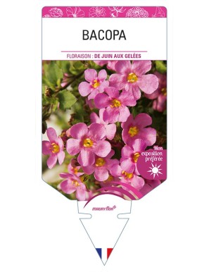 BACOPA (rose)