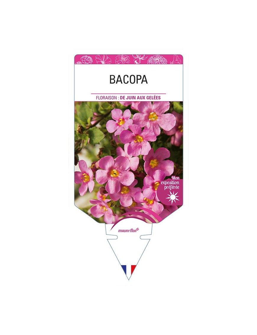 BACOPA (rose)