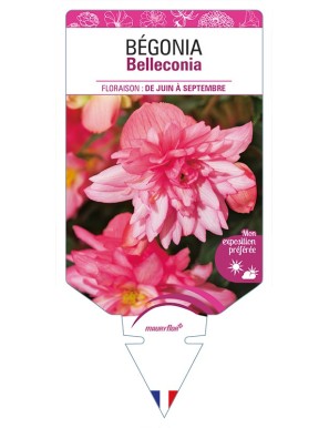 BÉGONIA Belleconia