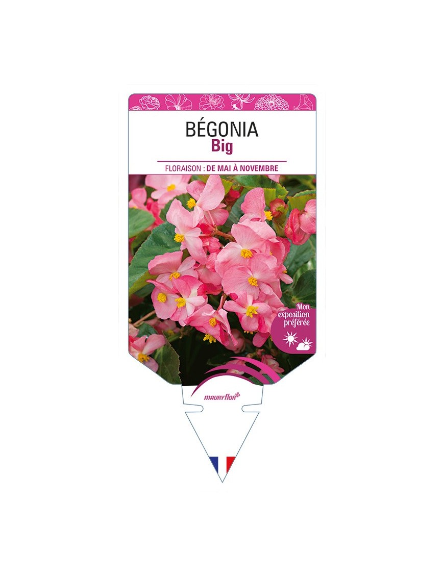 BÉGONIA Big (rose)