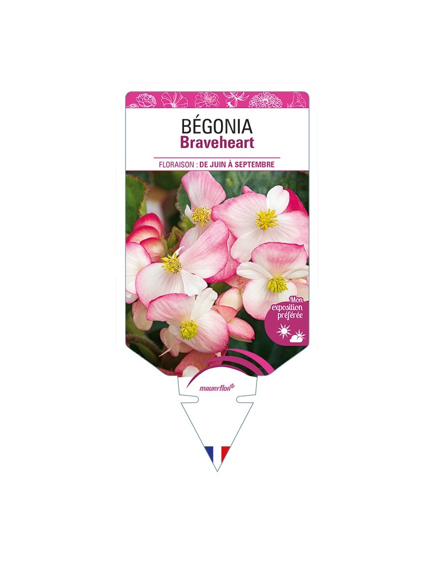 BÉGONIA Braveheart