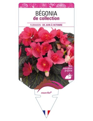 BÉGONIA de collection