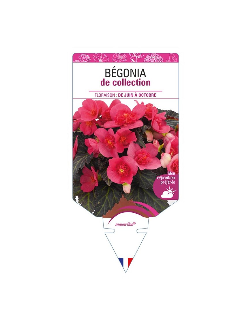 BÉGONIA de collection