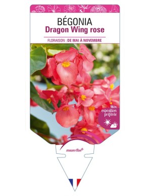 BÉGONIA Dragon Wing rose