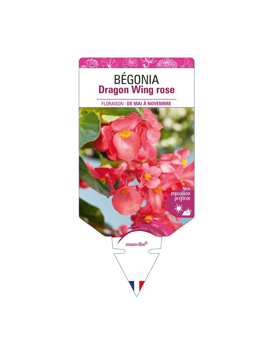 BÉGONIA Dragon Wing rose