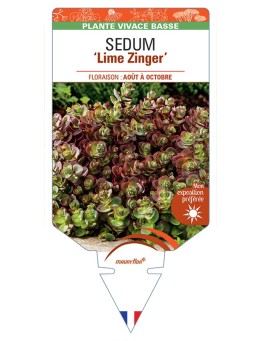 SEDUM Lime Zinger