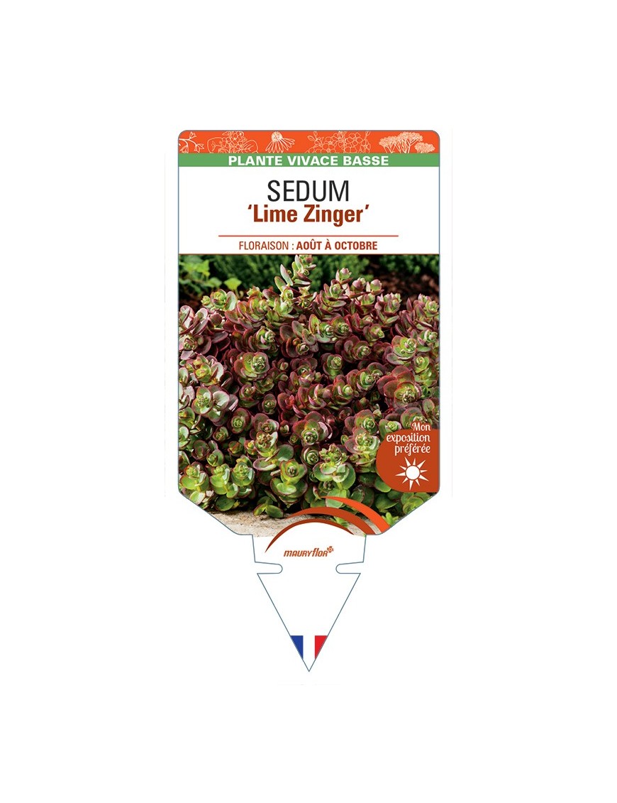 SEDUM Lime Zinger