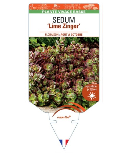 SEDUM Lime Zinger