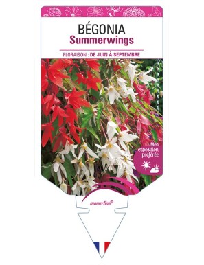 BÉGONIA Summerwings