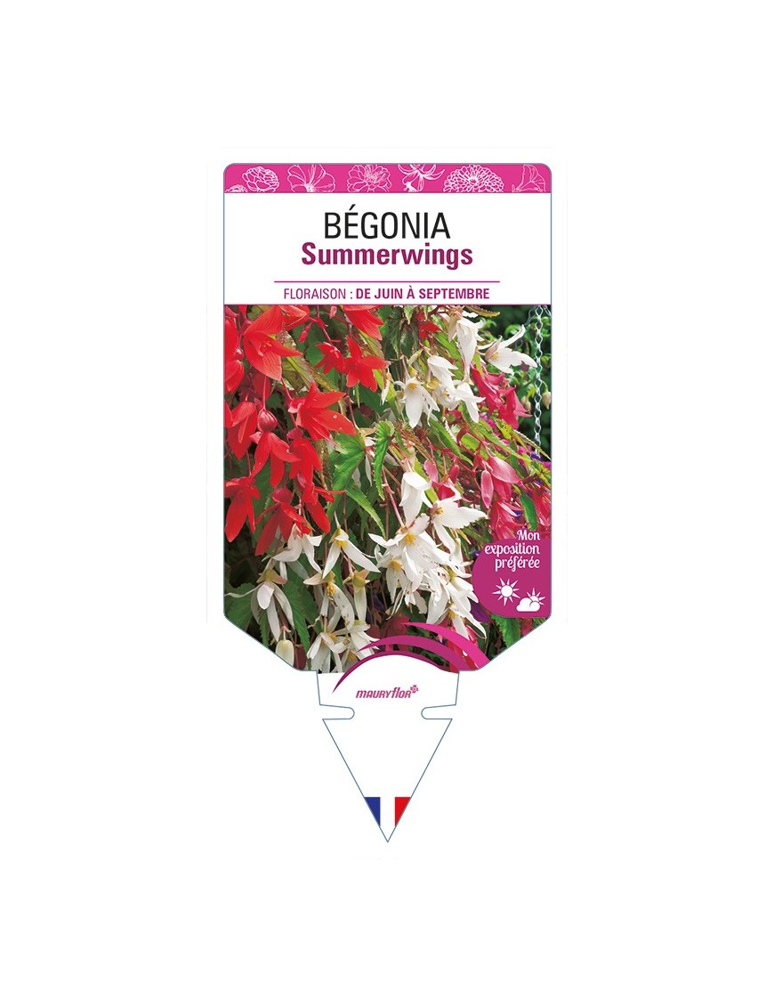 BÉGONIA Summerwings