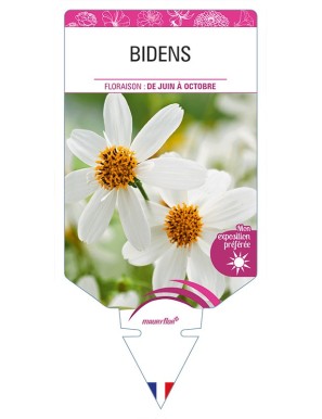 BIDENS (blanc)