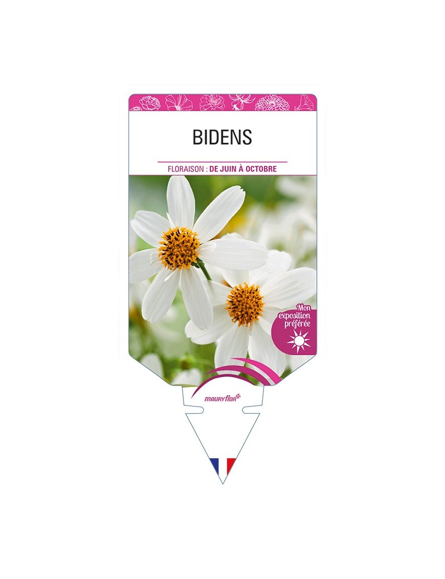 BIDENS (blanc)