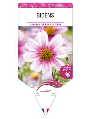 BIDENS (rose)