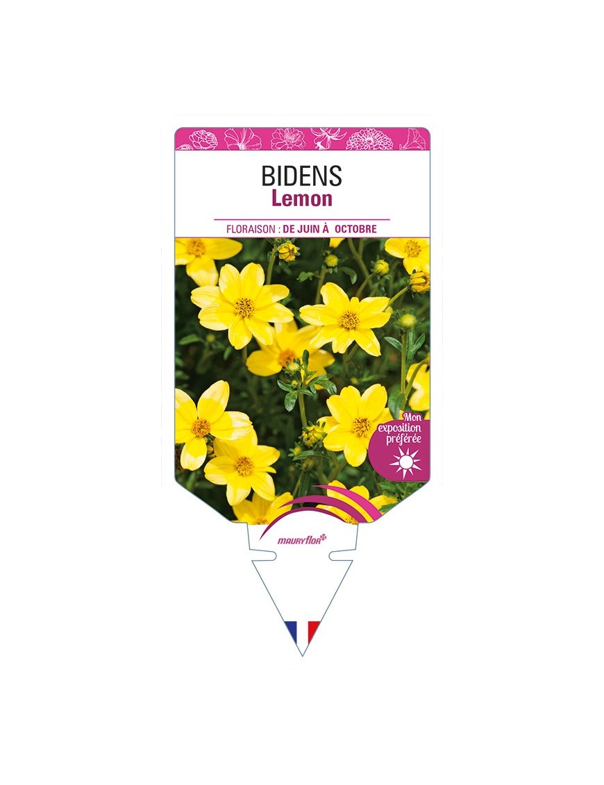 BIDENS Lemon