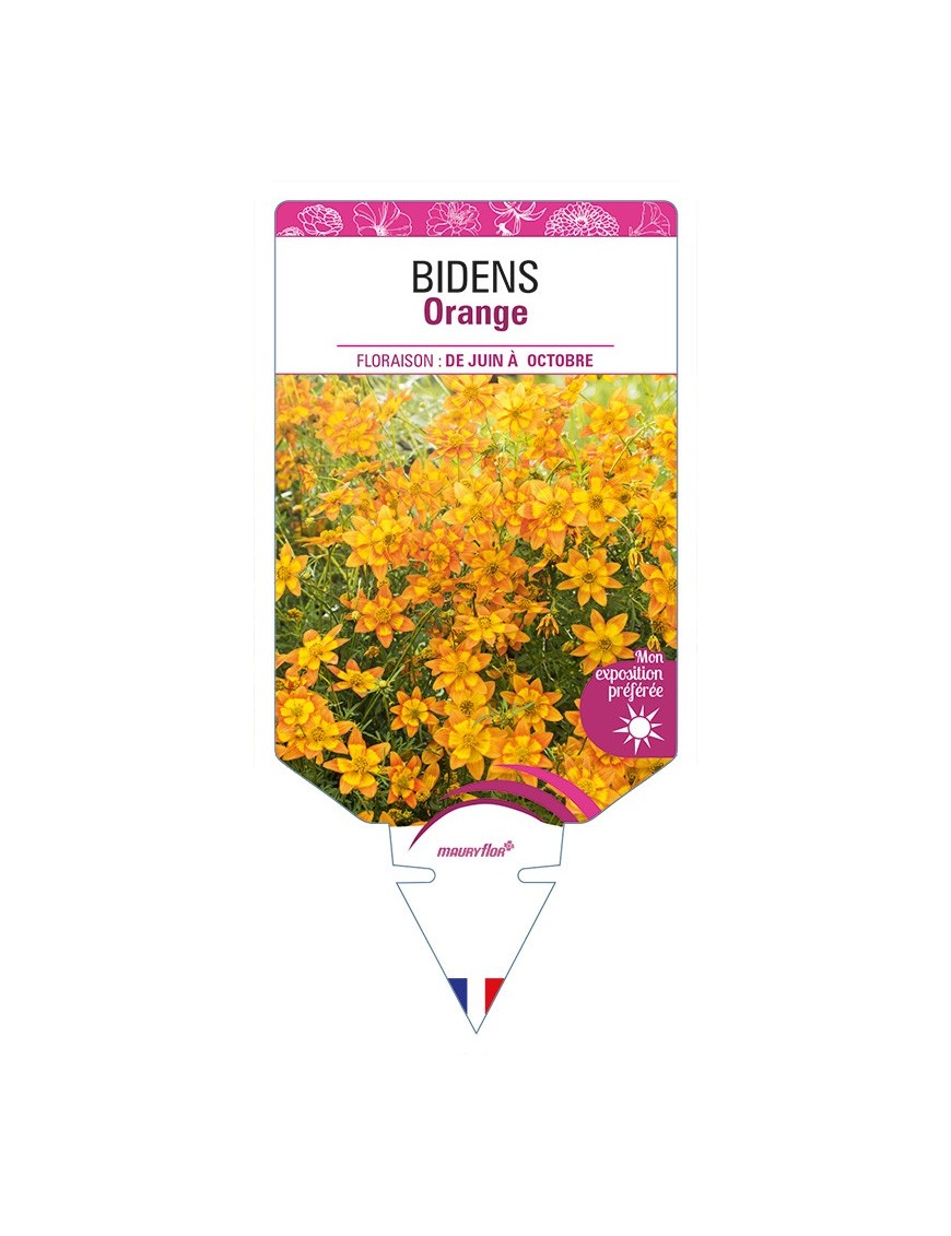 BIDENS Orange