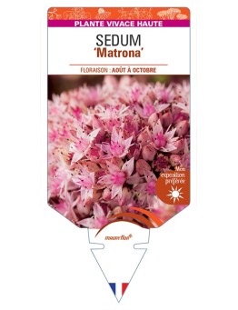 SEDUM Matrona