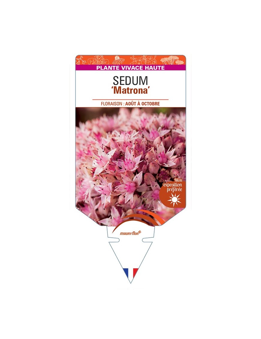 SEDUM Matrona