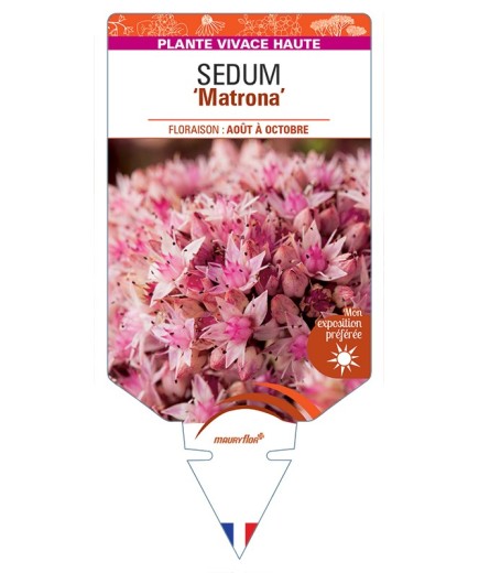 SEDUM Matrona