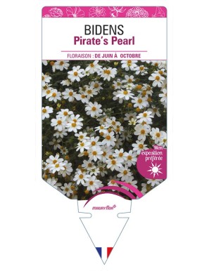 BIDENS Pirate's Pearl