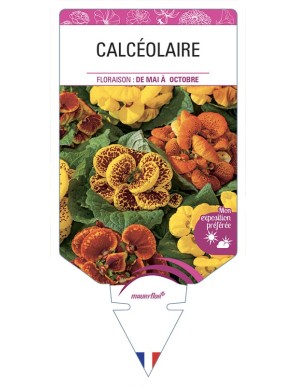 CALCÉOLAIRE