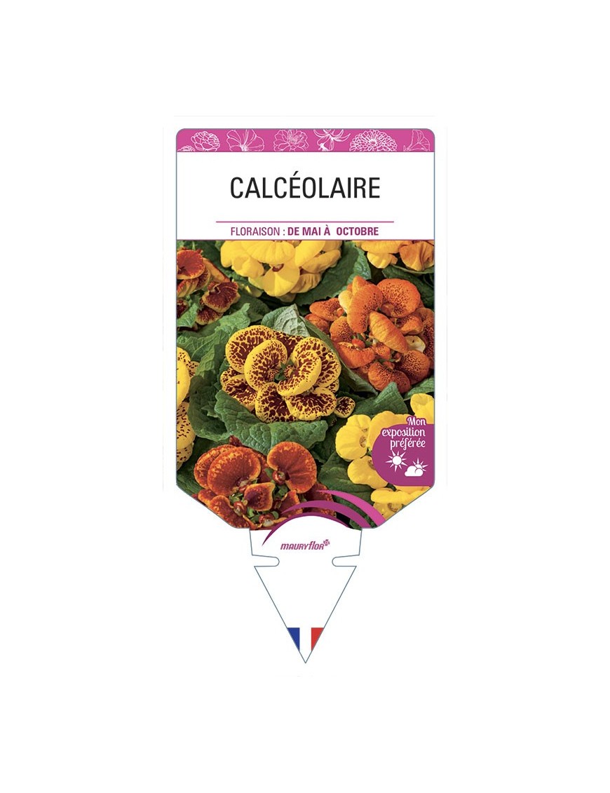 CALCÉOLAIRE