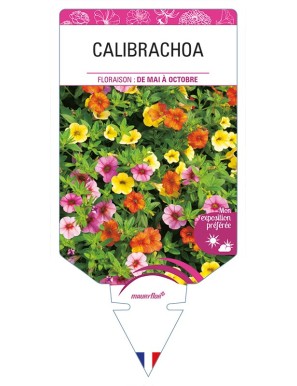 CALIBRACHOA