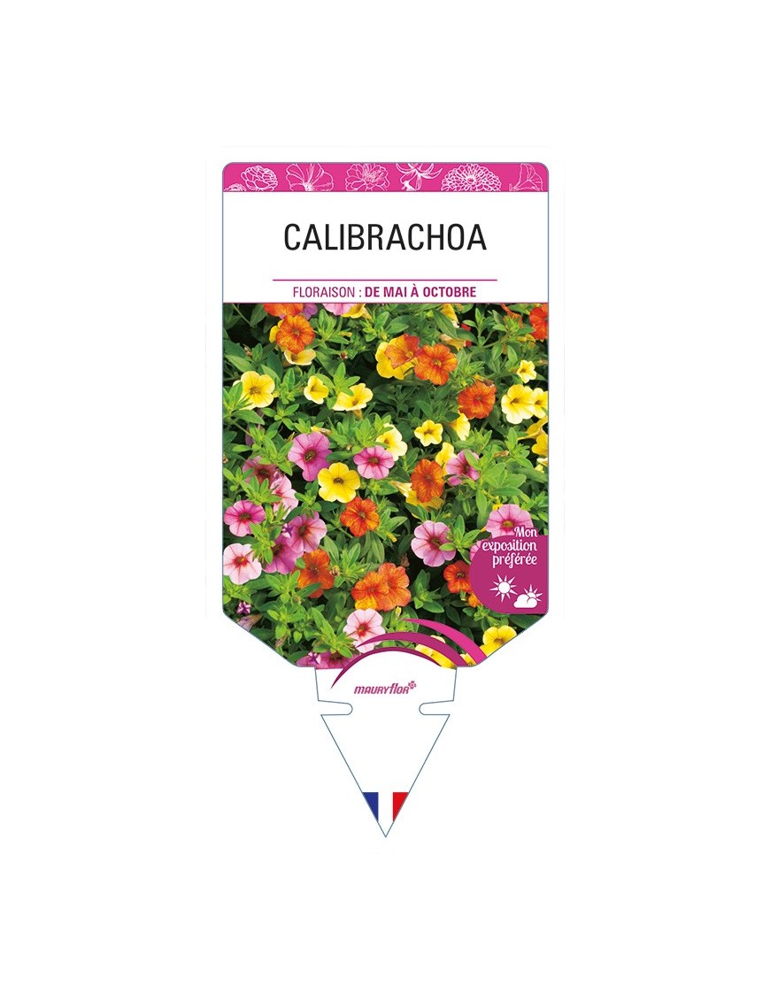 CALIBRACHOA