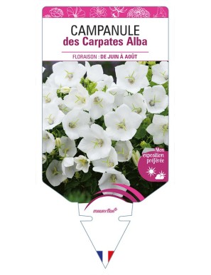 CAMPANULE des Carpates Alba