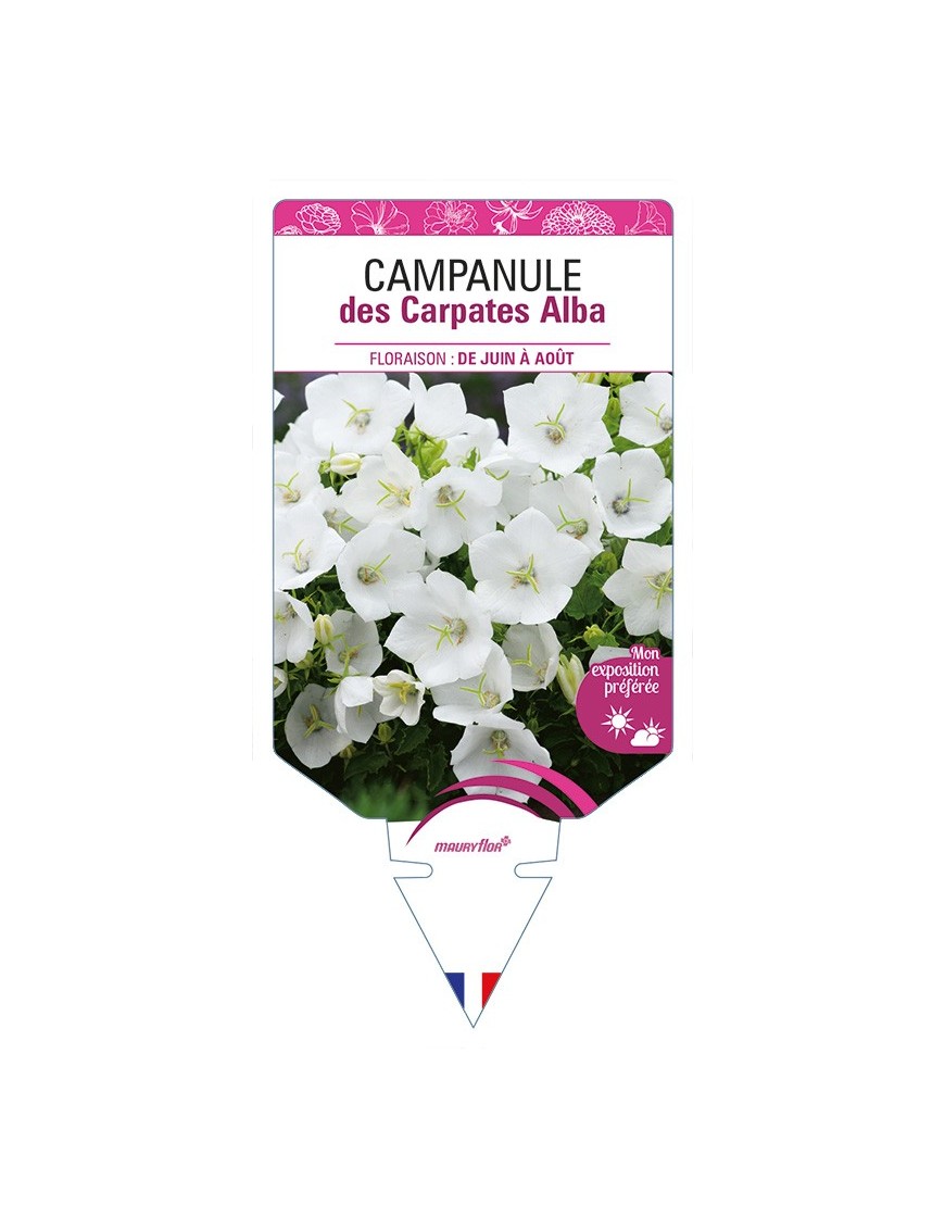 CAMPANULE des Carpates Alba