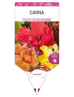 CANNA (varié)