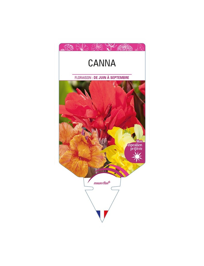 CANNA (varié)