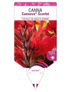 CANNA Cannova® Scarlet