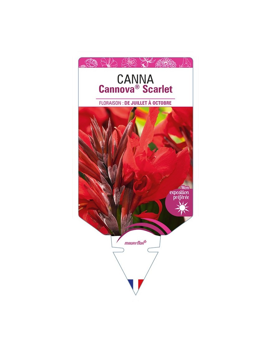 CANNA Cannova® Scarlet