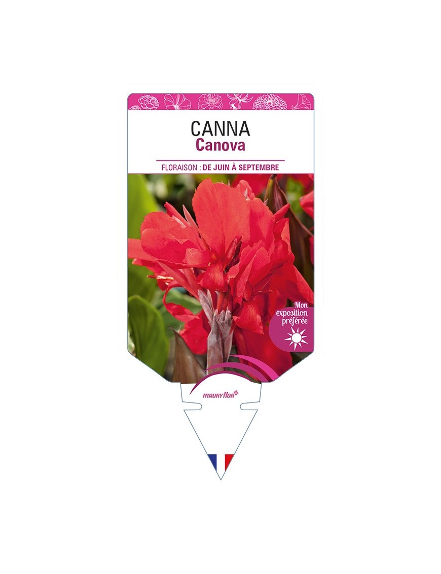 CANNA Canova