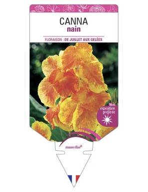 CANNA NAIN (orange/jaune)